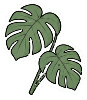 Daun monstera